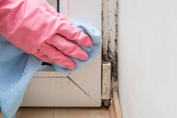 Reliable La Crosse, KS Mold Removal Solutions